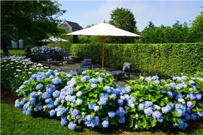 Garden, Nature, Outdoors